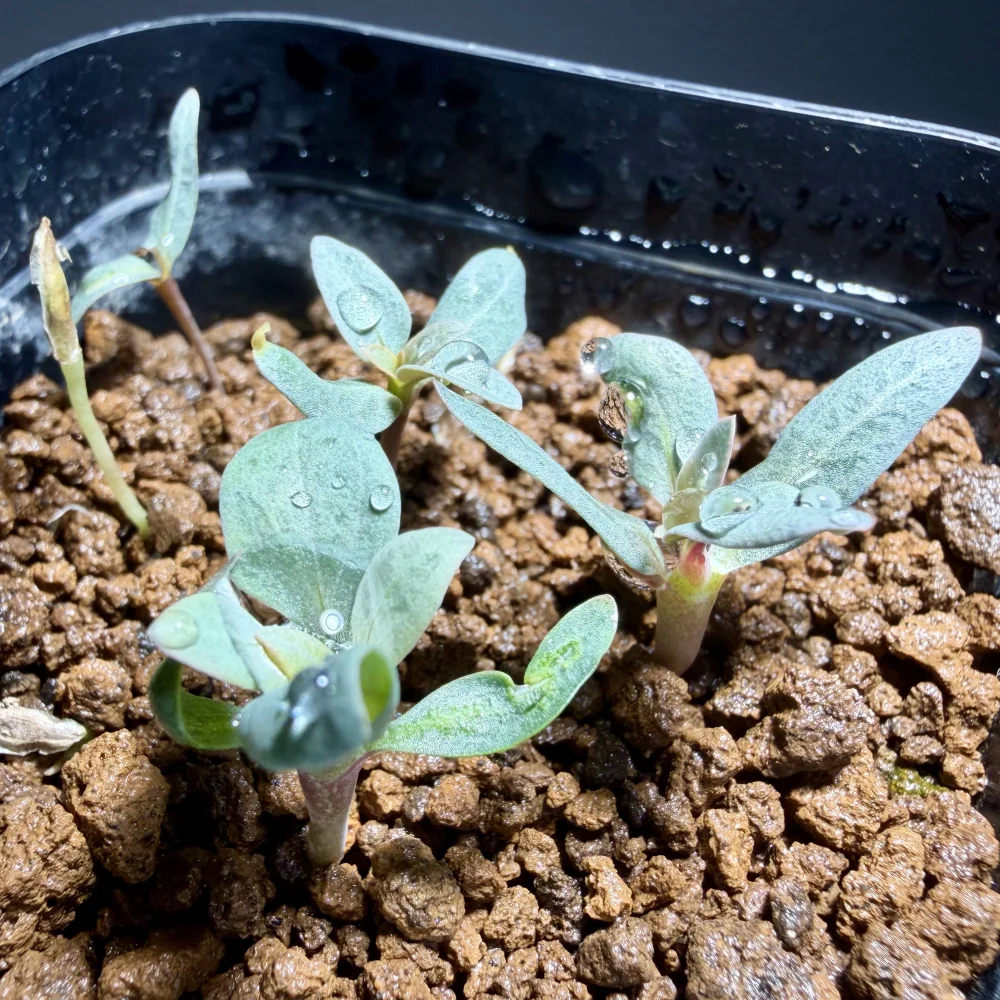 Fouquieria columnaris (フォークイエリア コルムナリス 観峰玉)