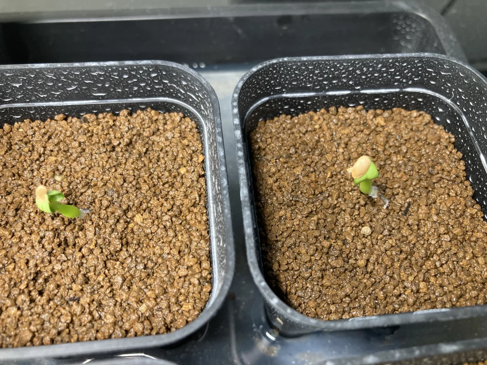 Pachypodium rosulatum var. makayense Lot. FREE ([2026/6/8ご注文分で終了｜プレゼント種子] パキポディウム マカイエンセ)