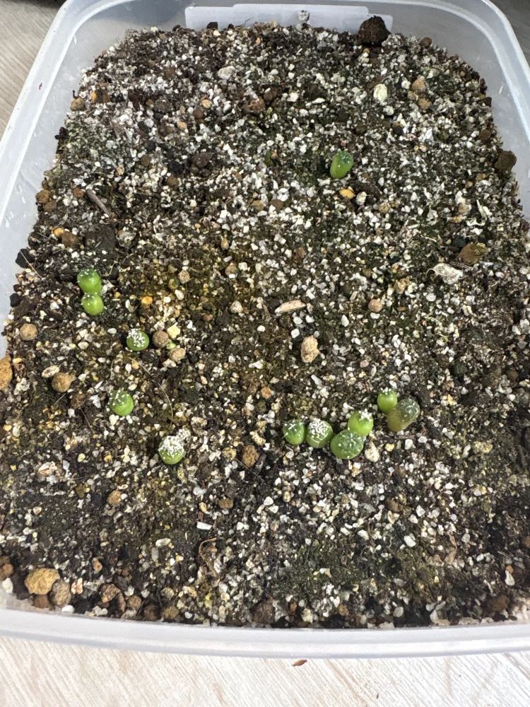 一週間で発芽