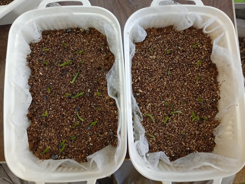 Agave titanota Blue Lot. (アガベ チタノタブルー)