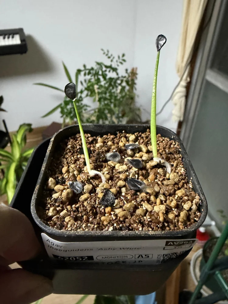 Agave inaequidens (アガベ アッシーホワイト)