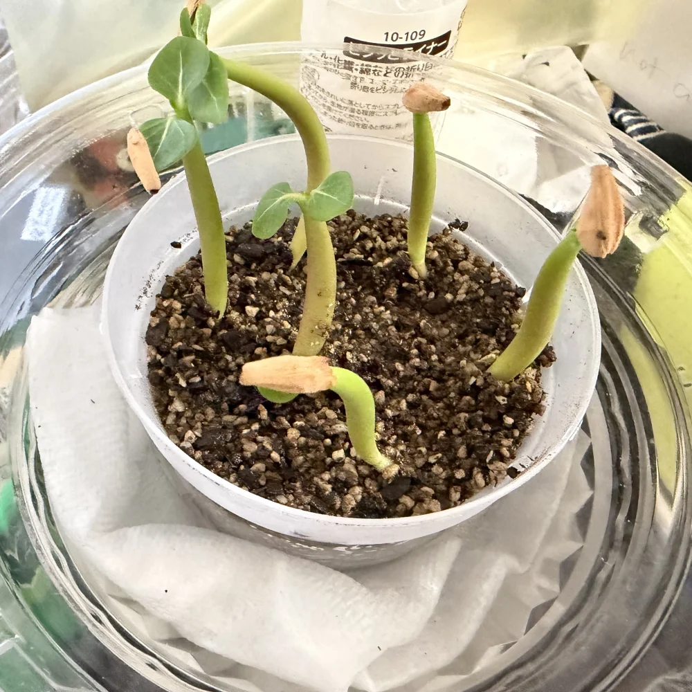Adenium arabicum black giant (アデニウム アラビカム ブラックジャイアント)
