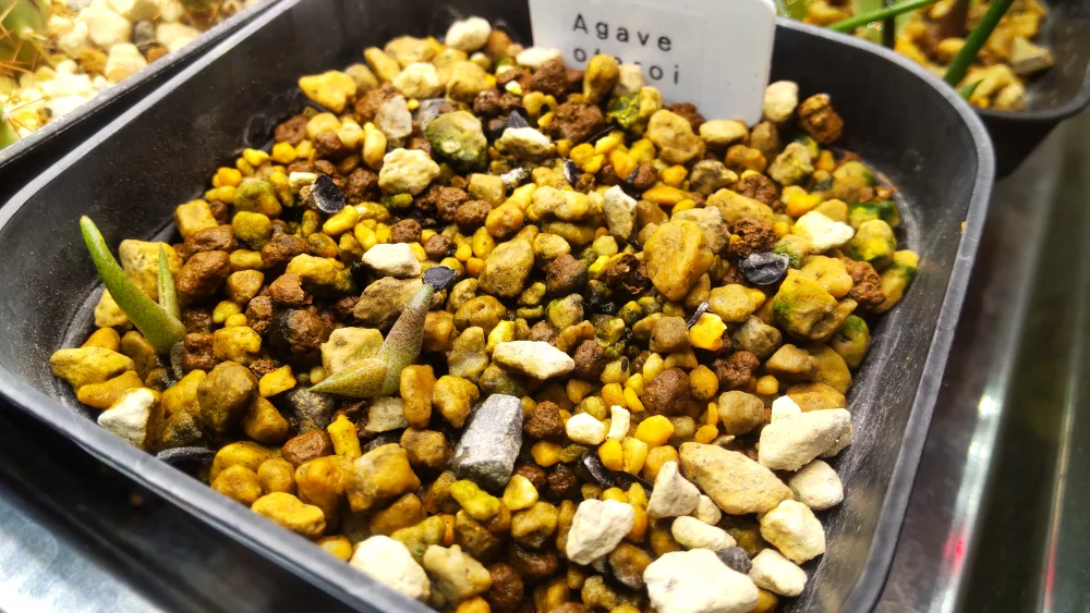 種子] アガベ オテロイ Agave oteroi｜人気品種 希少品種 メキシコ