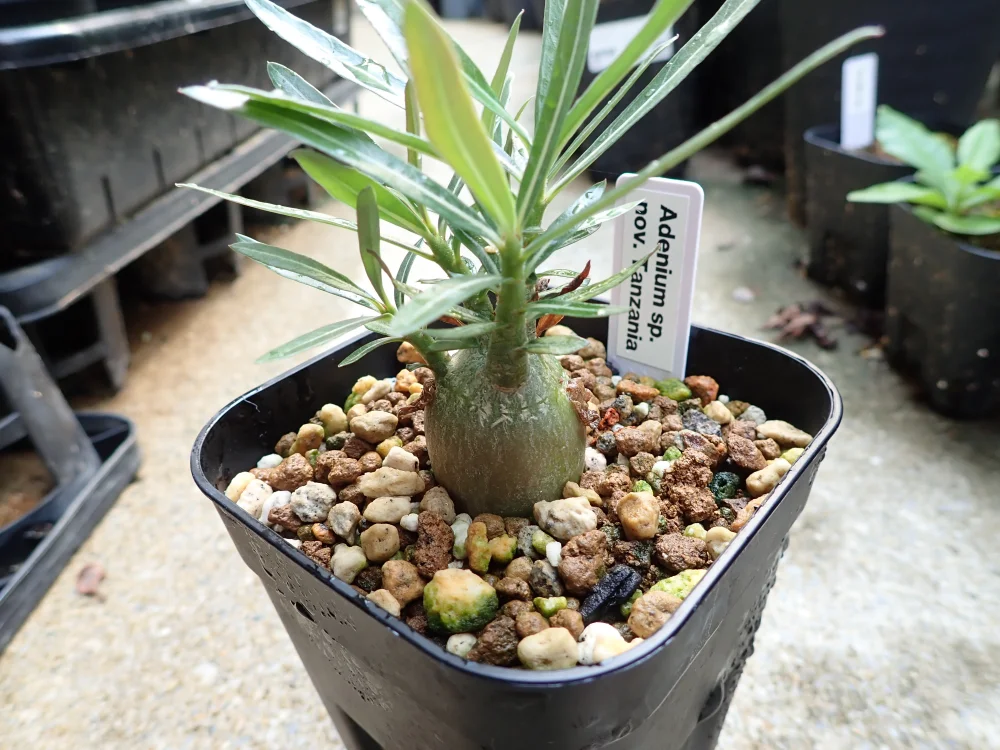 Adenium somalense  Nova Tanzania (アデニウム ノヴァ タンザニア)