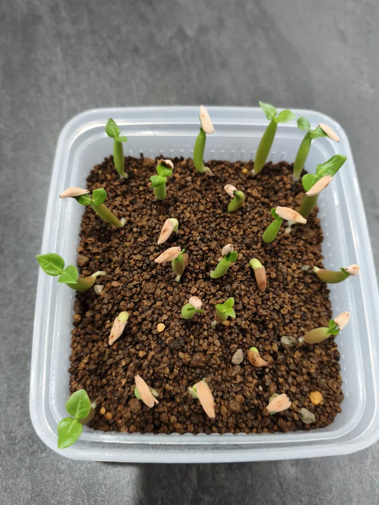 YLB Adenium arabicum Yak Lop Buri (アデニウム アラビカム)