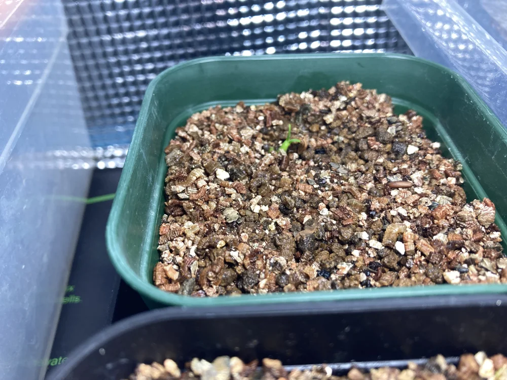 Pachypodium brevicaule ssp. brevicaule (パキポディウム ブレビカウレ)