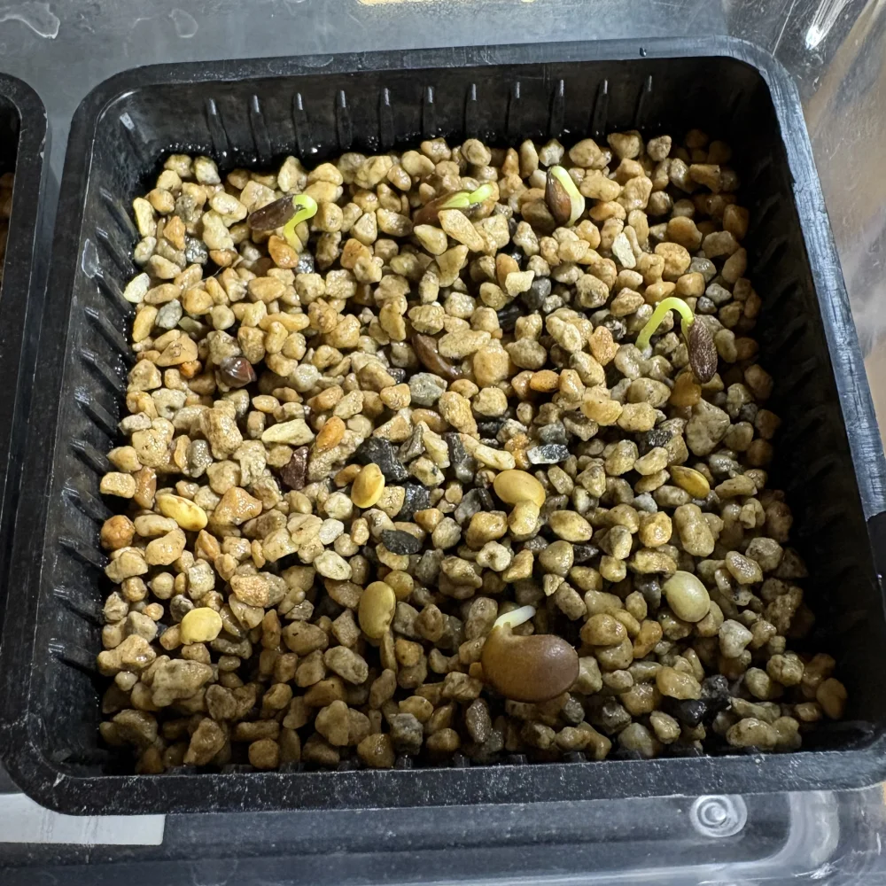 Bolusanthus speciosus (ボルサンサス スペシオサス)