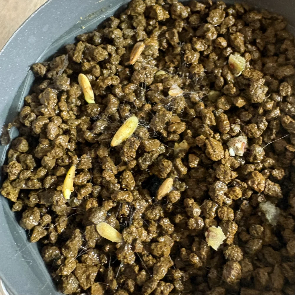 Pachypodium rosulatum var. makayense Lot. FREE ([2026/6/8ご注文分で終了｜プレゼント種子] パキポディウム マカイエンセ)