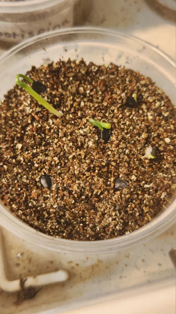 Agave parryi huachucensis Wakefield (アガベ パリー ウェイクフィールド)