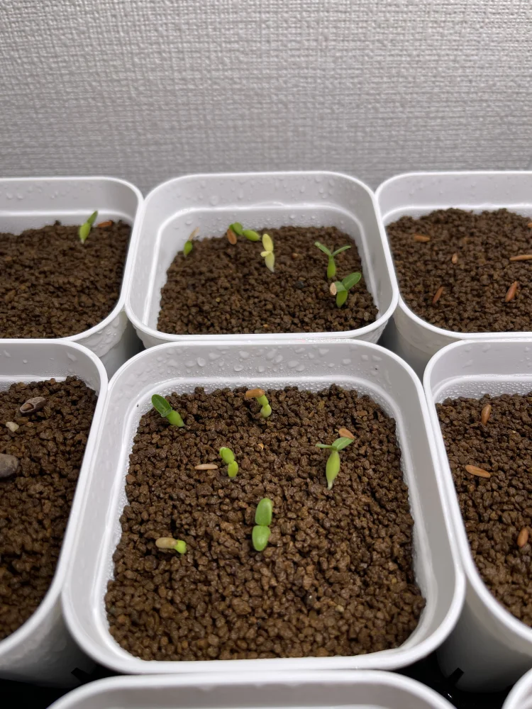 Pachypodium rosulatum ssp. makayense (パキポディウム マカイエンセ)