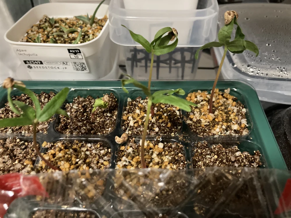 Bursera hindsiana (ブルセラ ヒンドシアナ)