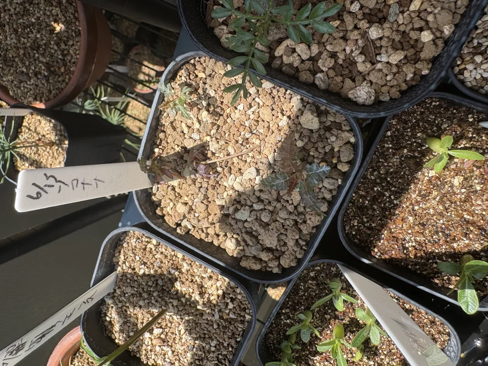Boswellia soconana (ボスウェリア ソコナナ)