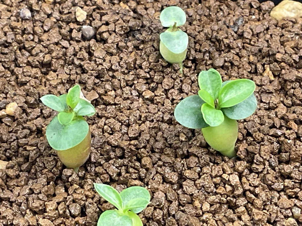 Pachypodium succulentum (パキポディウム サキュレンタム)