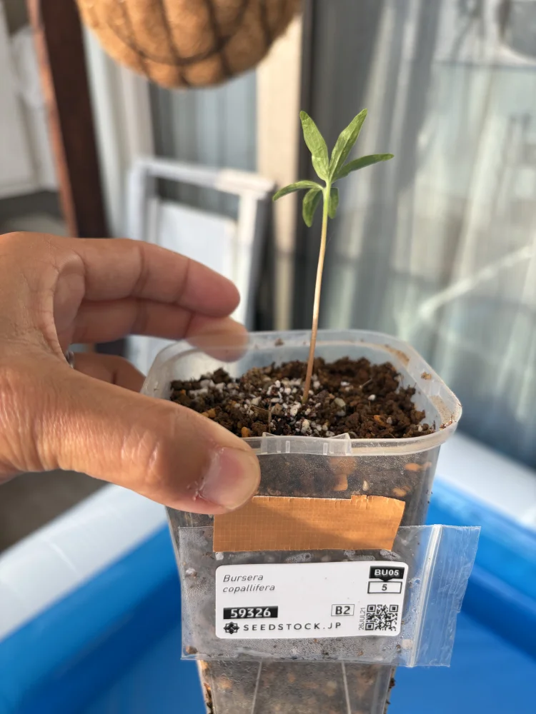 Bursera copallifera (ブルセラ コパリフェラ)