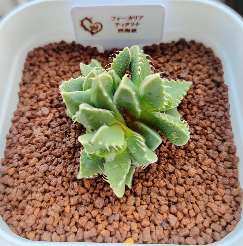 Faucaria tigrina (フォーカリア ティグリナ 四海波)
