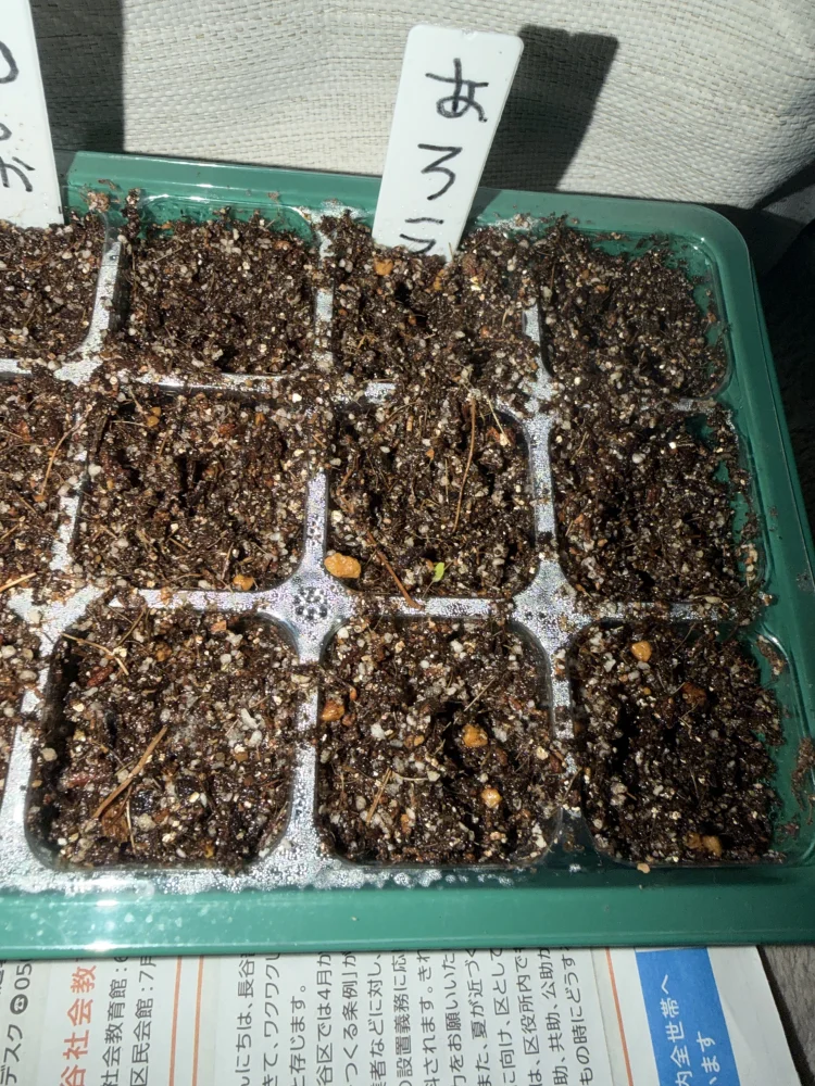 Aloe arborescens (アロエ アルボレセンス)