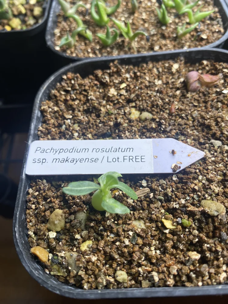 Pachypodium rosulatum var. makayense Lot. FREE ([2026/6/8ご注文分で終了｜プレゼント種子] パキポディウム マカイエンセ)