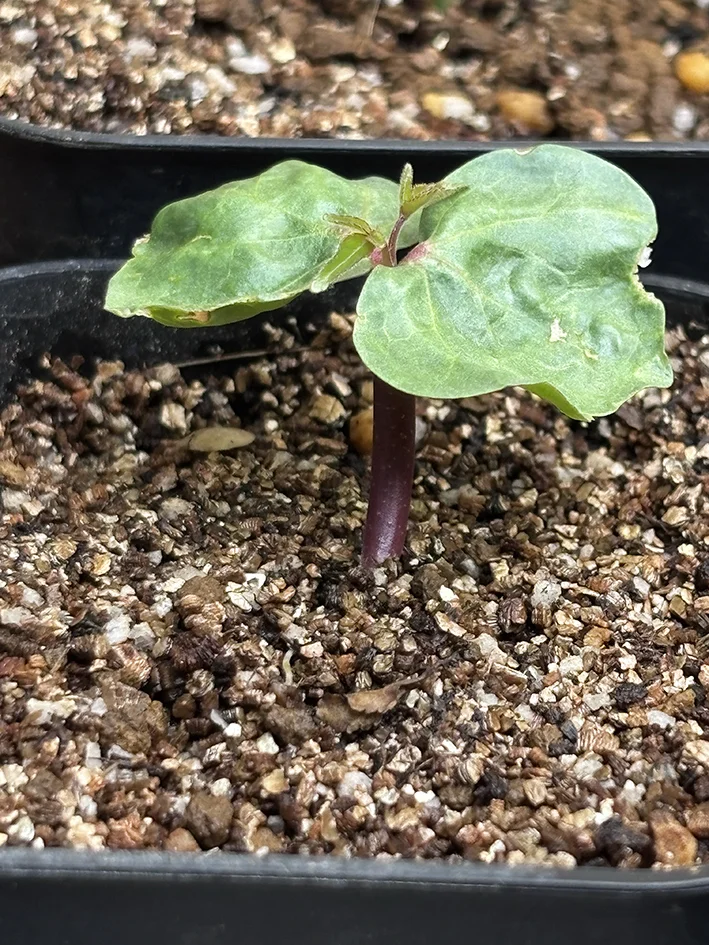 Commiphora kataf var. turkanensis (コミフォラ カタフ タルカネンシス)