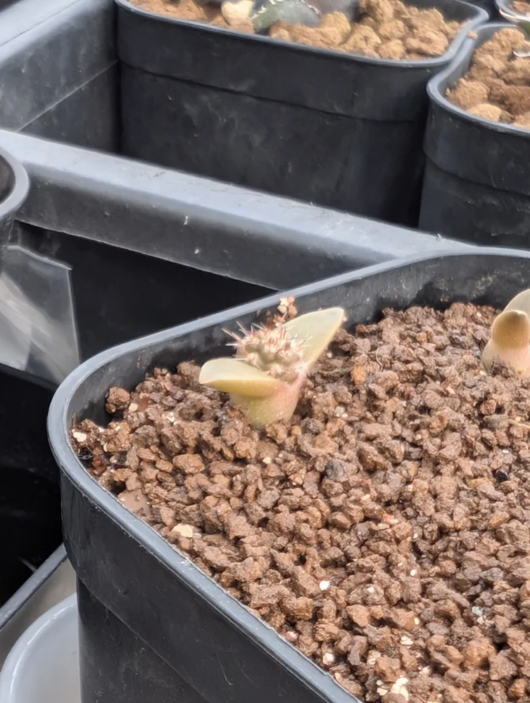 Tephrocactus geometricus (テフロカクタス ゲオメトリクス)