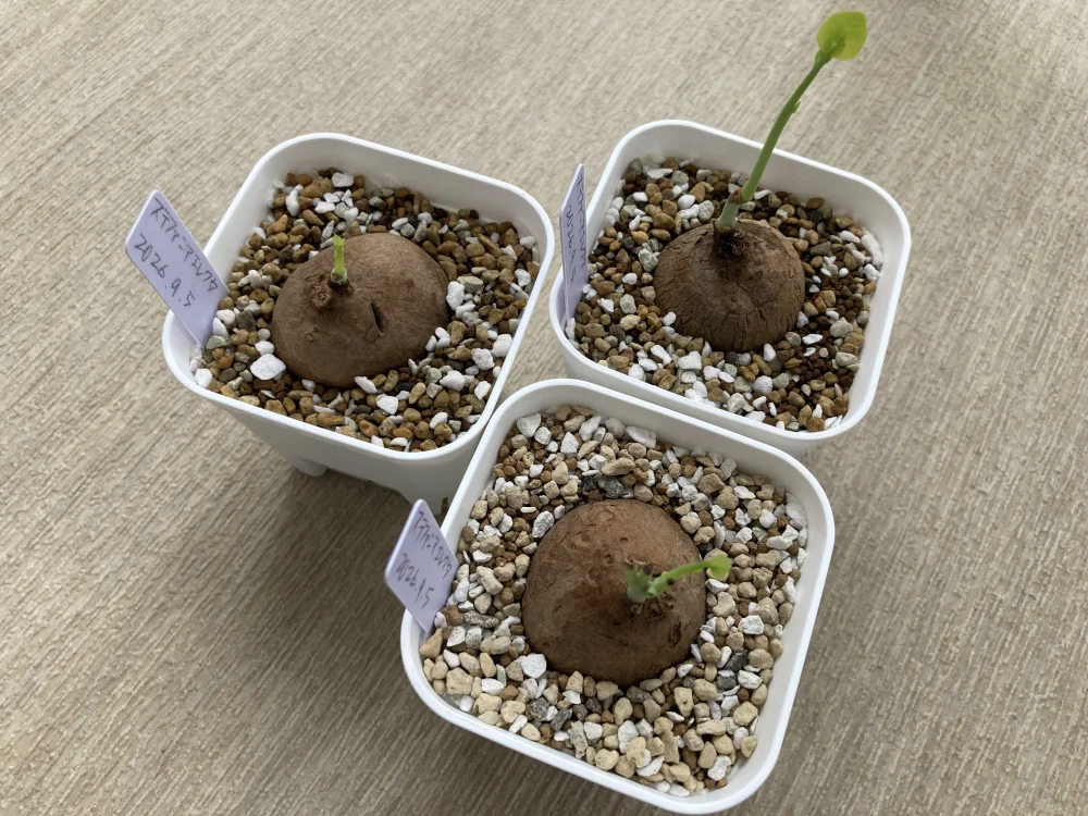 球根] ステファニア エレクタ Stephania erecta S-Size｜まん丸