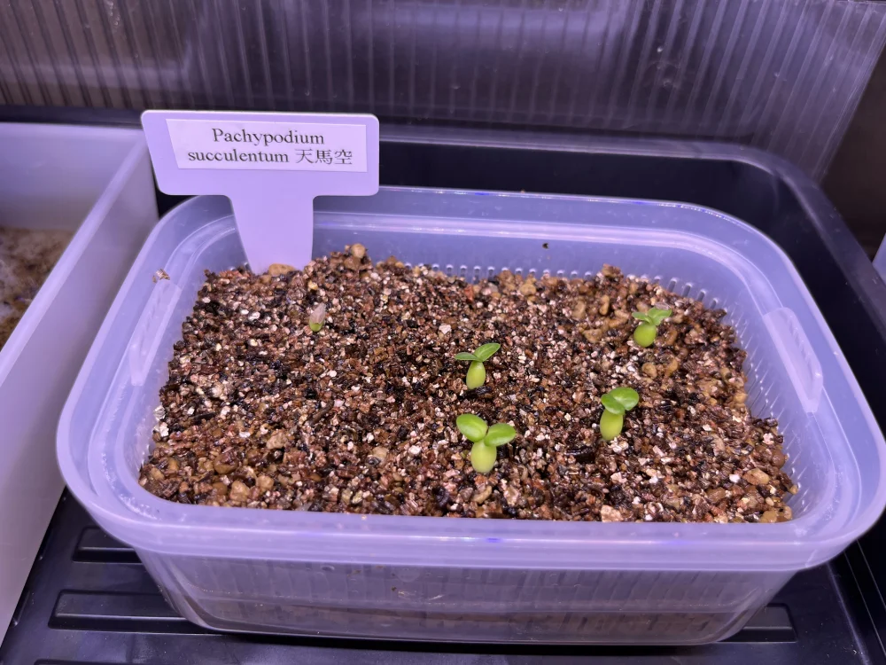 Pachypodium succulentum (パキポディウム サキュレンタム)