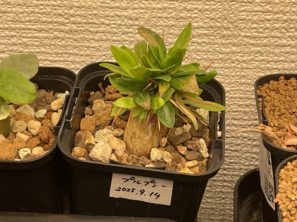 Fouquieria purpusii (フォークイエリア プルプシー)
