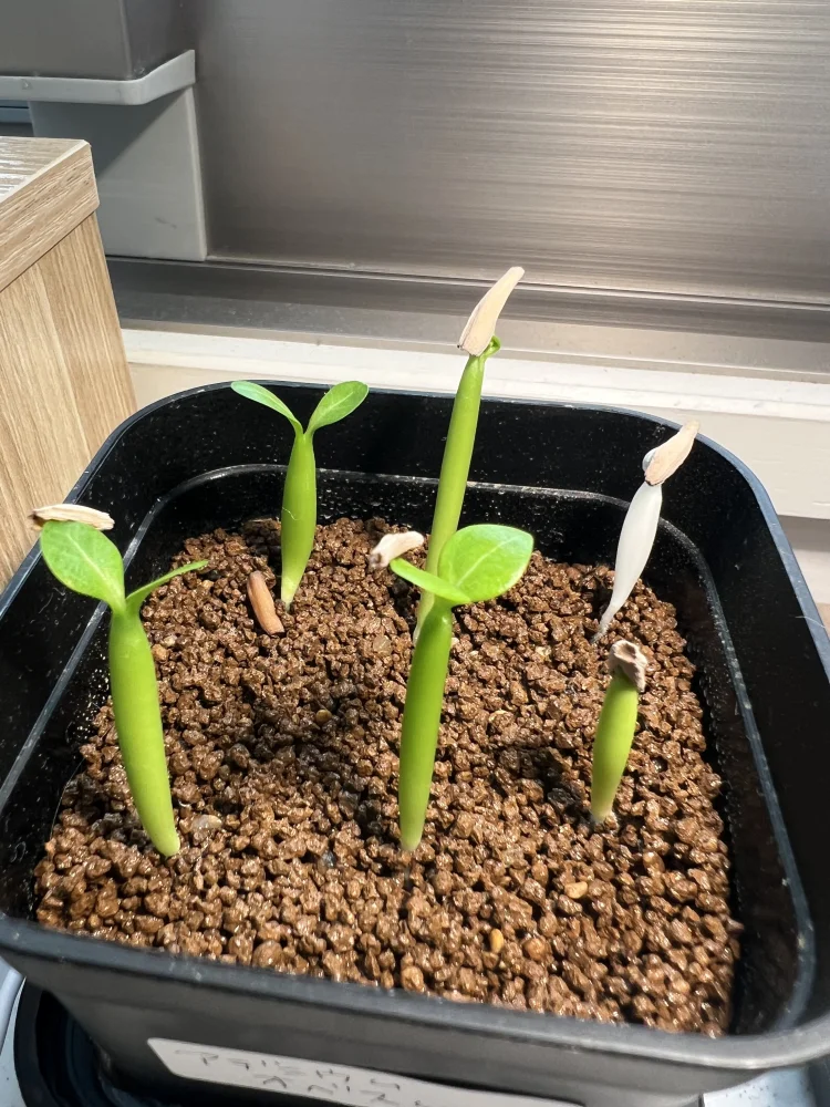 3日で発芽🌱１つはアルビノ？？
