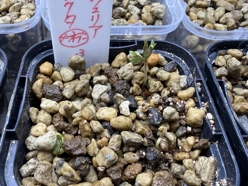 Boswellia neglecta (ボスウェリア ネグレクタ)