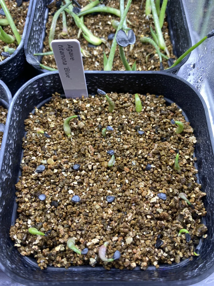 Agave titanota ([無料種子] [ジェルシード] アガベ チタノタブルー)