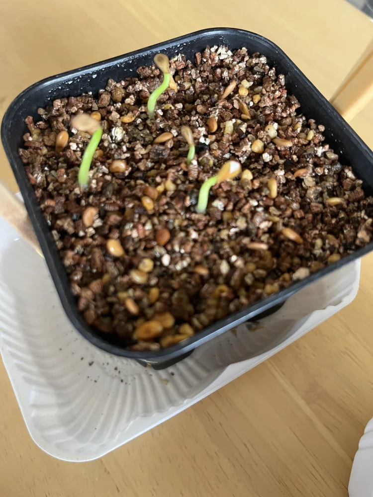 Pachypodium windsorii (パキポディウム ウィンゾリー)