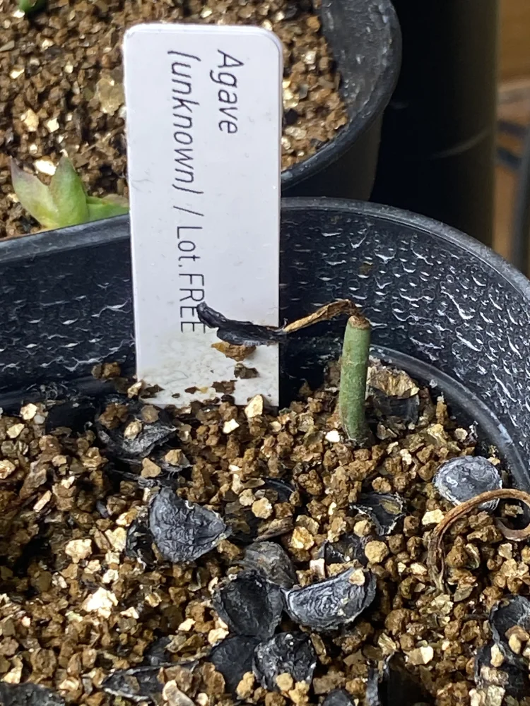 Agave ([プレゼント種子])