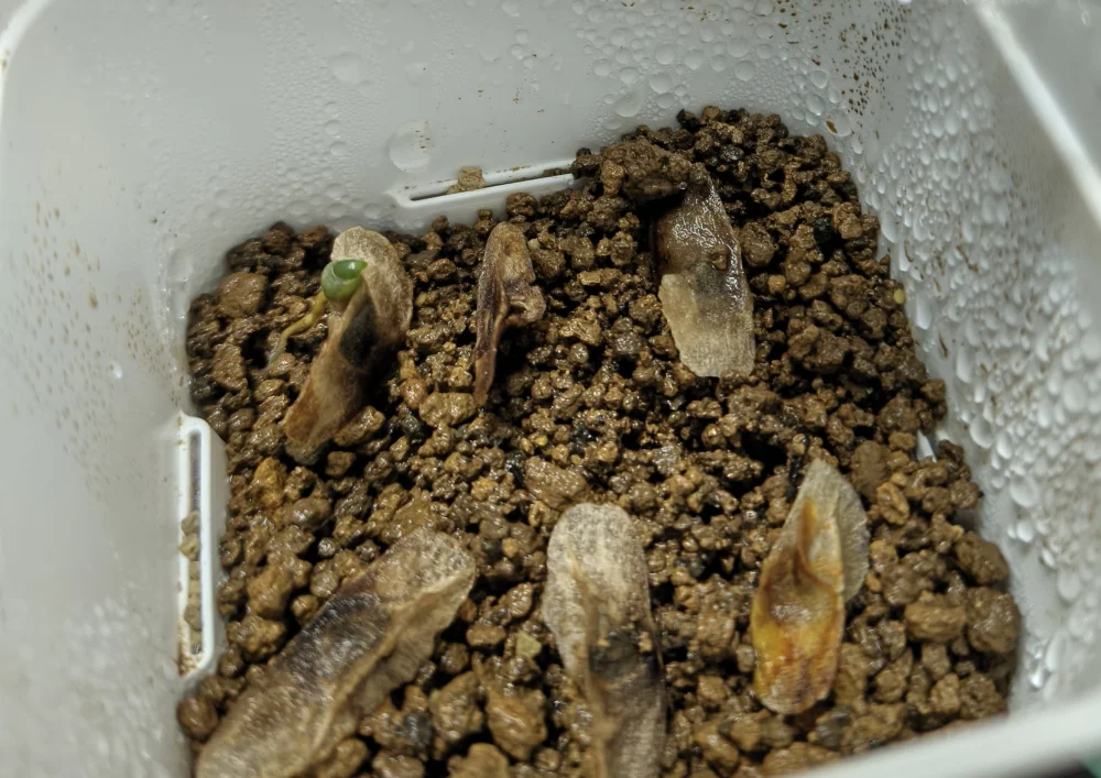 Aloe tongaensis (アロエ トンガエンシス)