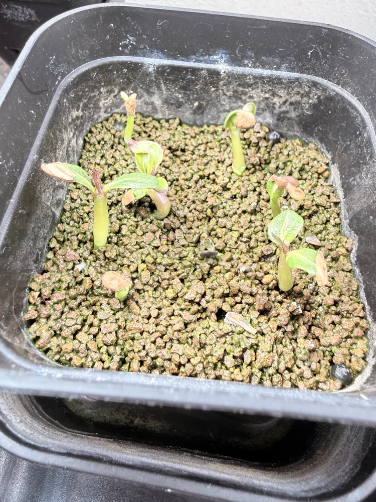 Pachypodium windsorii (パキポディウム ウィンゾリー)