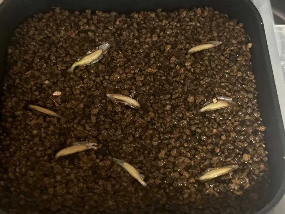フォークイエリア コルムナリス 観峰玉 Fouquieria columnaris