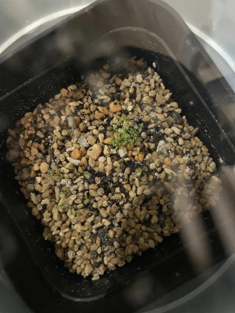 Sinningia leucotricha (シンニンギア レウコトリカ 断崖の女王)