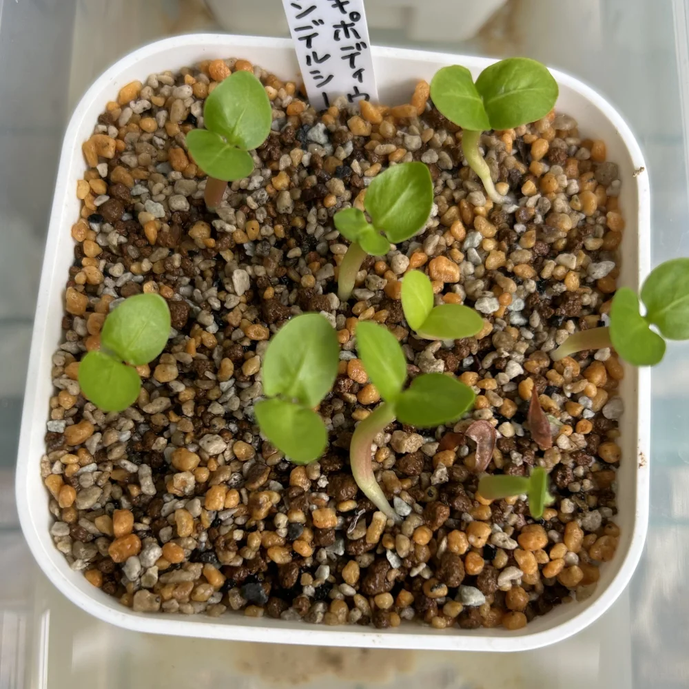 Pachypodium saundersii (パキポディウム サンデルシー)