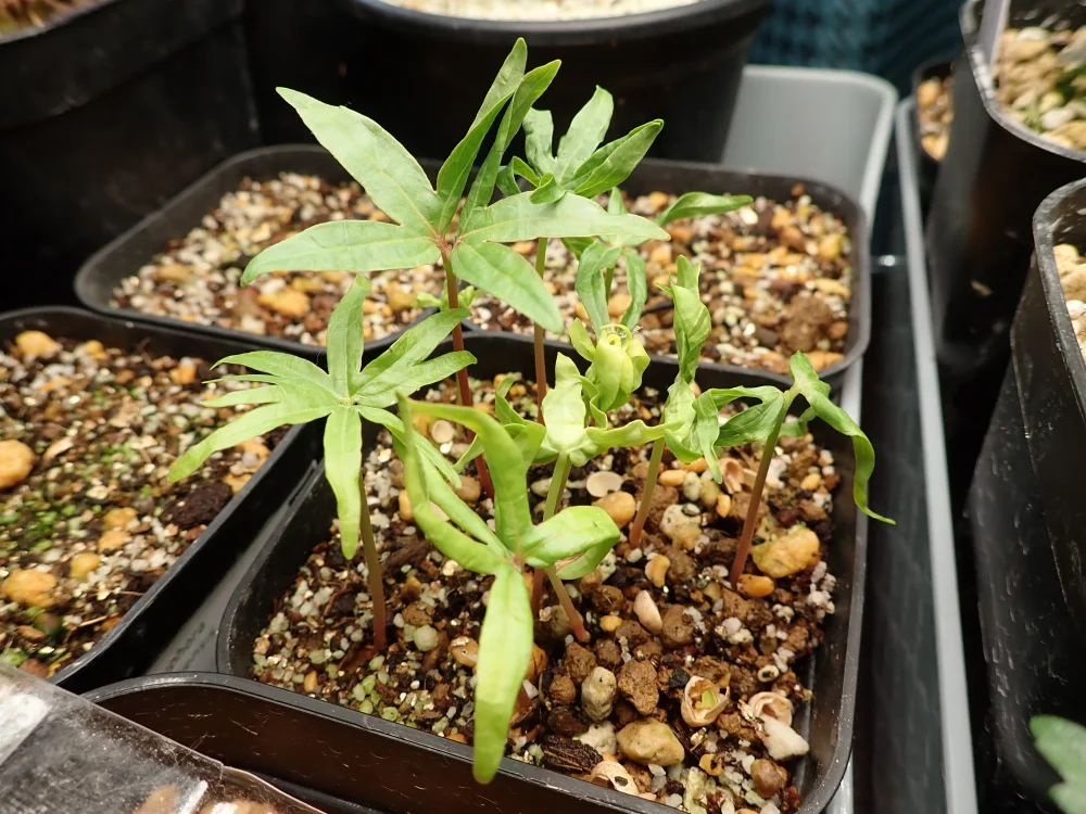 Bursera hindsiana (ブルセラ ヒンドシアナ)