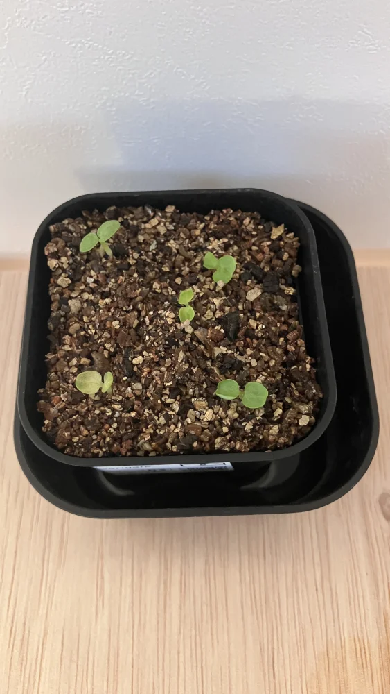 Dorstenia horwoodii  hybrid variegate (ドルステニア ホルウッディバリエゲイト)