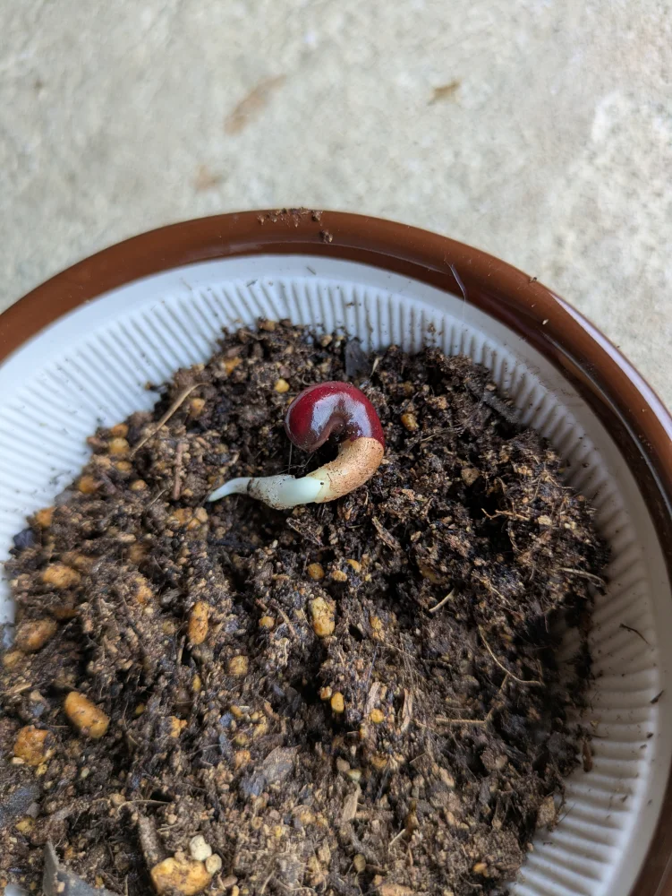 吸水開始から8日目に発芽🌱