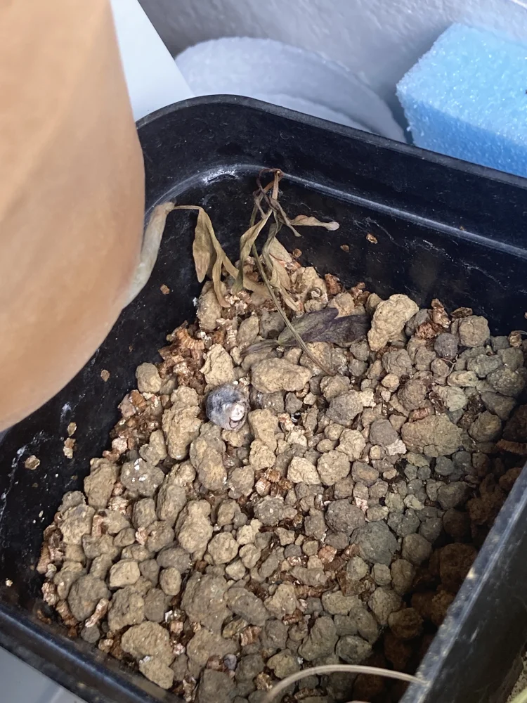 センナ メリディオナリス Senna meridionalis