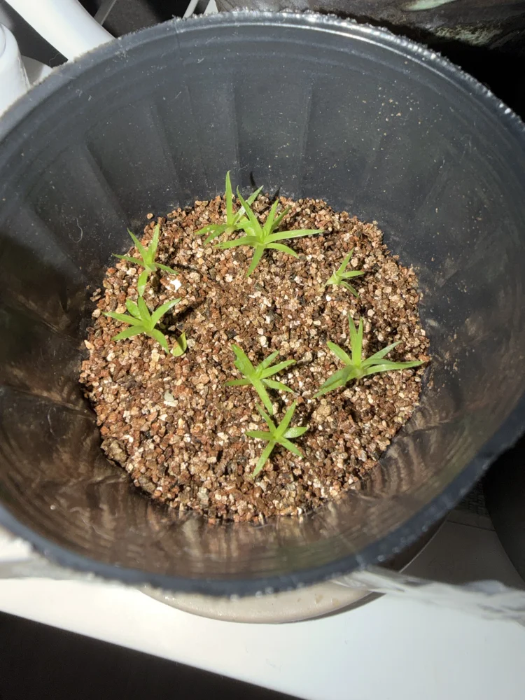 Puya coerulea var. coerulea (プヤ セルーレア)