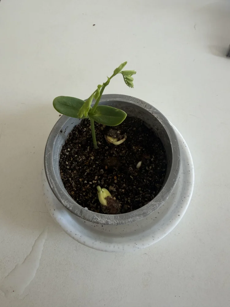 １週間で発芽