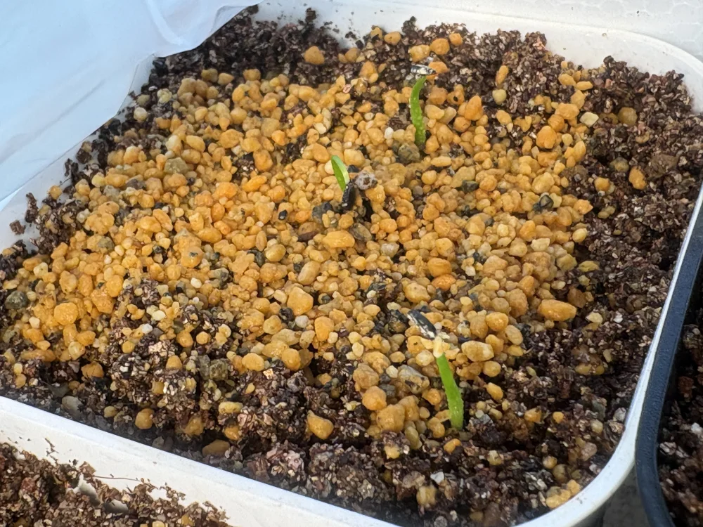 Agave utahensis var. eborispina Vegas (アガベ エボリスピナ ヴェガス)