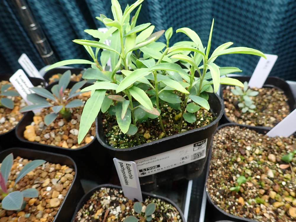 Euphorbia mahabobokensis (ユーフォルビア マハボボケンシス)