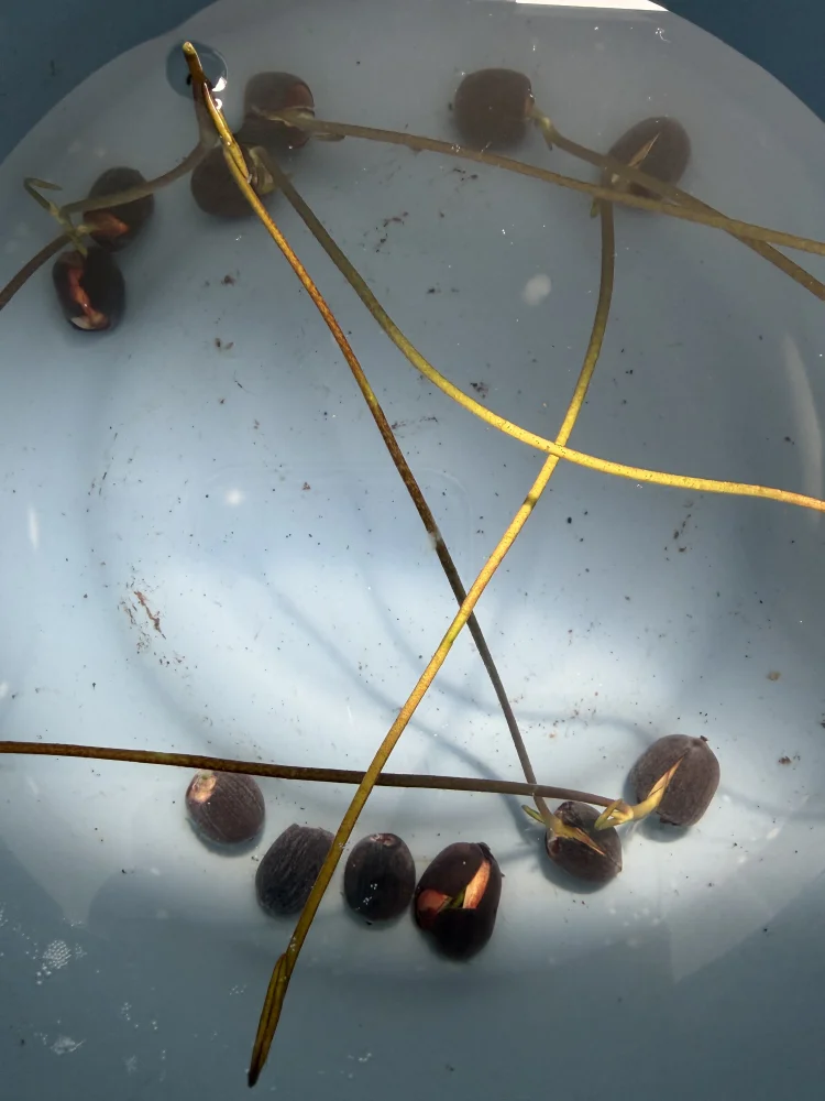 Nelumbo nucifera (ハス ヌキフェラ)