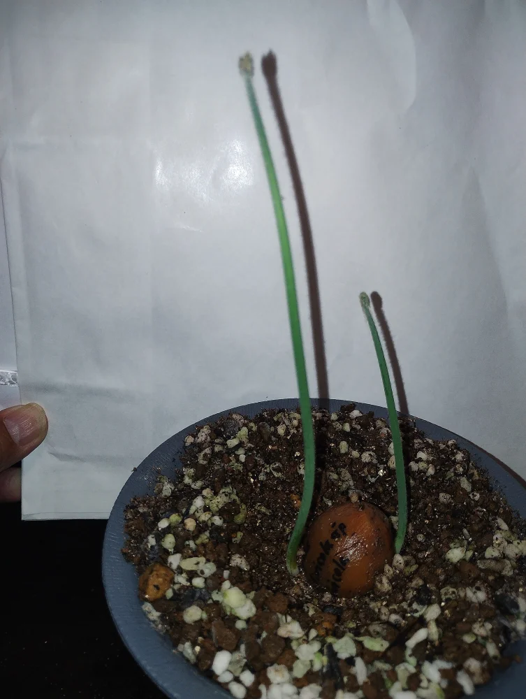Cycas clivicola ssp. clivicola (サイカス クリビコーラ)