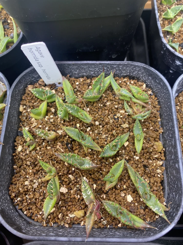 Agave horrida ssp. horrida (アガベ ホリダ)