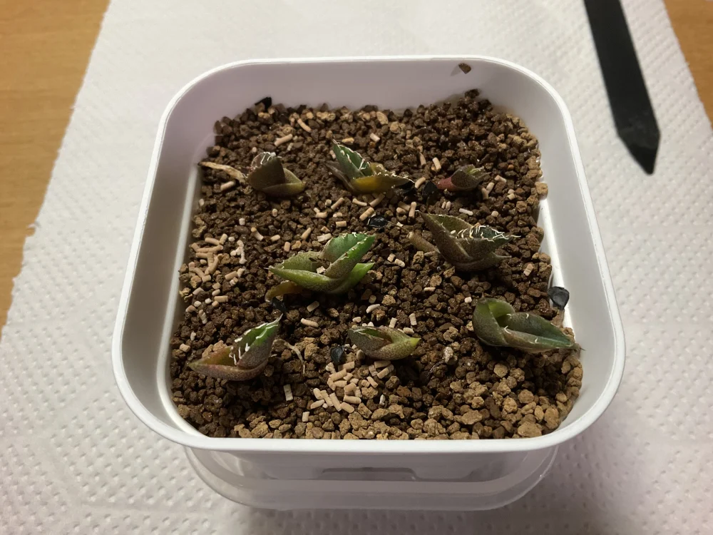 Agave oteroi Lot. (アガベ オテロイ)