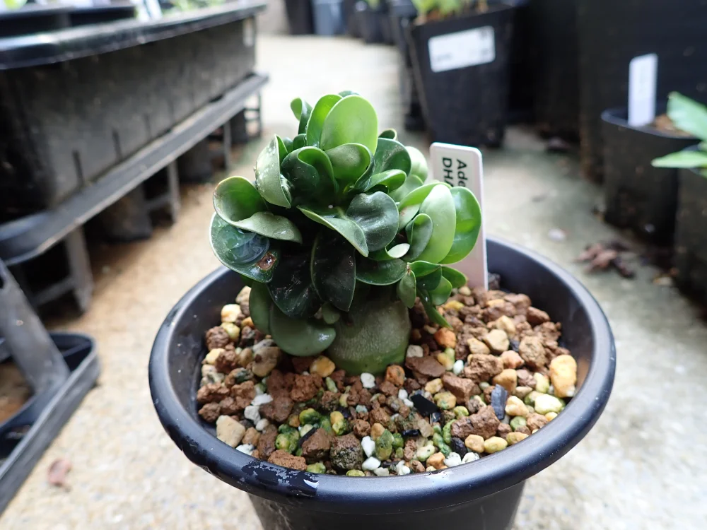 DHA Medusa Adenium DHA Medusa (アデニウム)