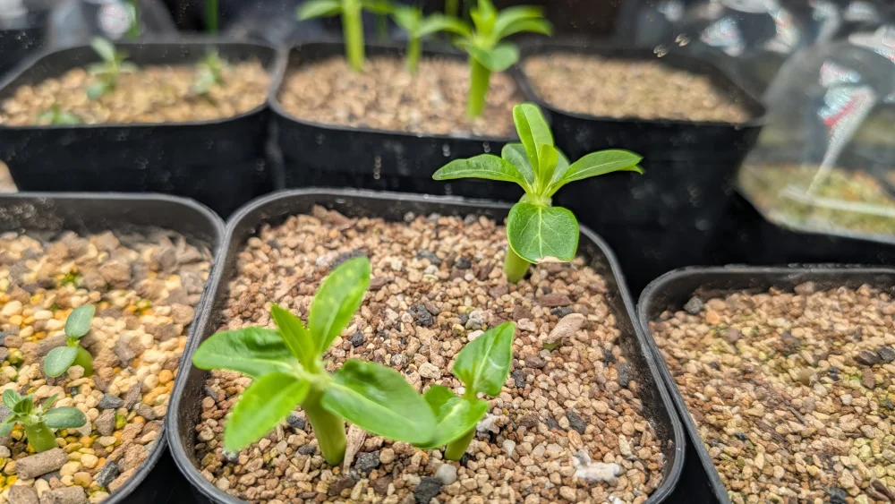 Pachypodium lamerei Fiherense (パキポディウム フィヘレンセ)